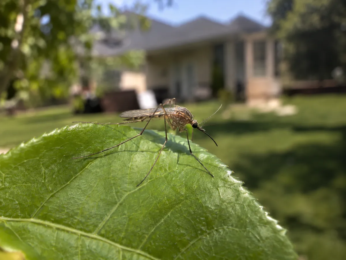 Mosquito resting on a leaf in a shady backyard