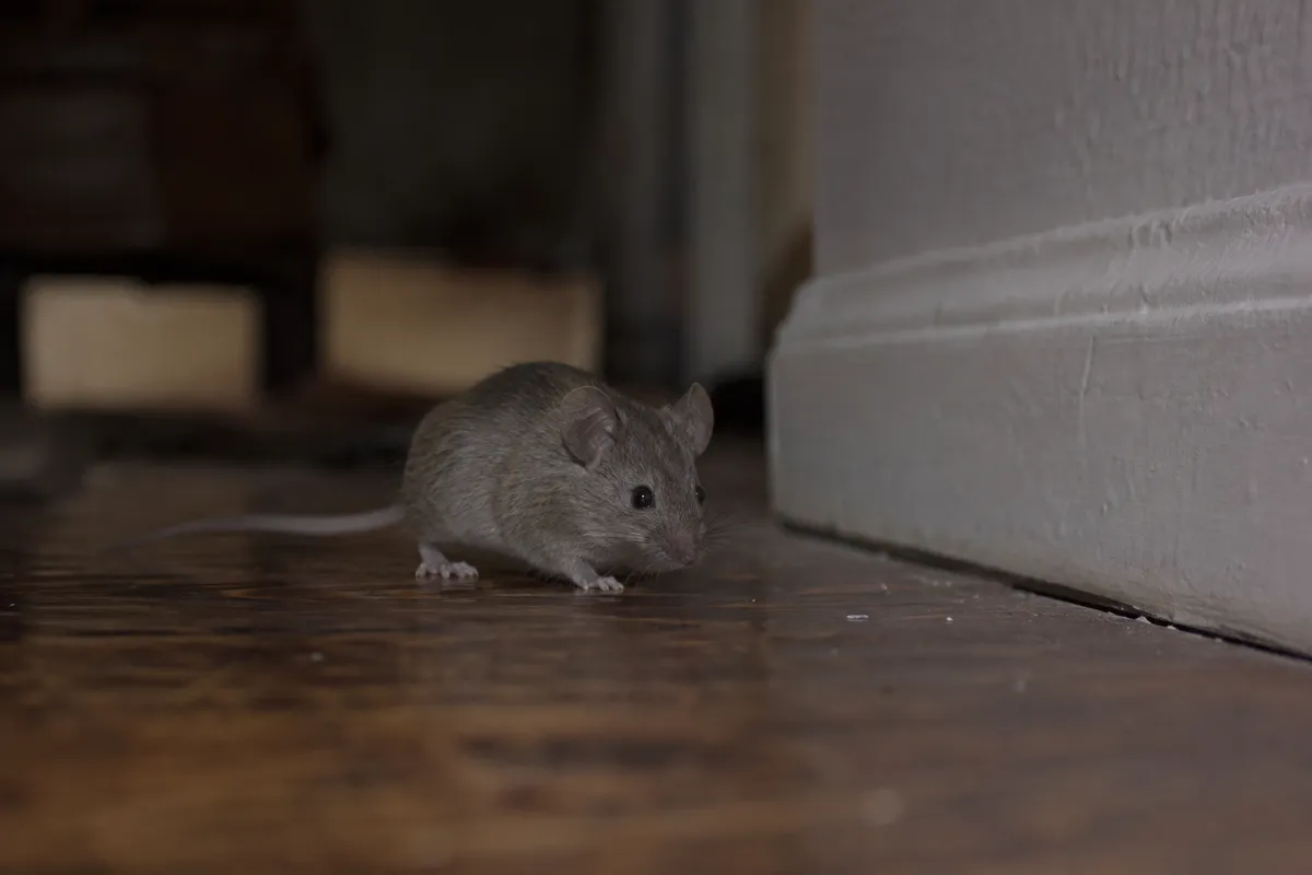 Roof rat on an attic beam above loose insulation