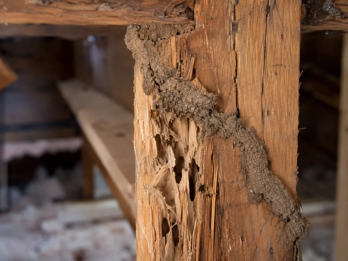 Termite workers exposed in a broken mud tube on wood